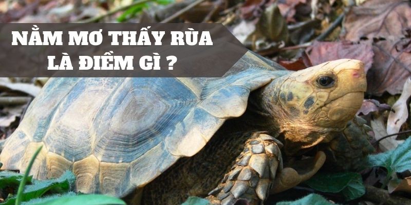 Nằm mơ thấy rùa là điềm gì? Lành hay dữ?